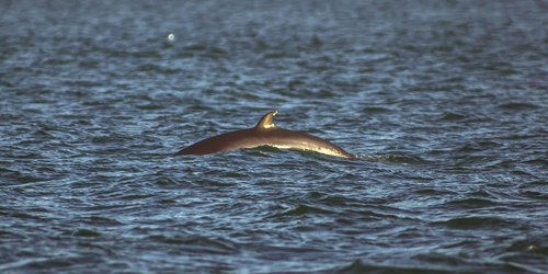 Minke whale above the waterline