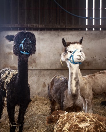 two alpacas in a shelter