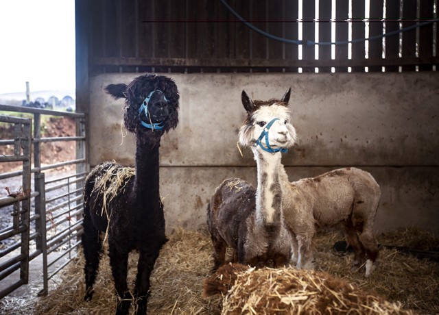 two alpacas in a shelter