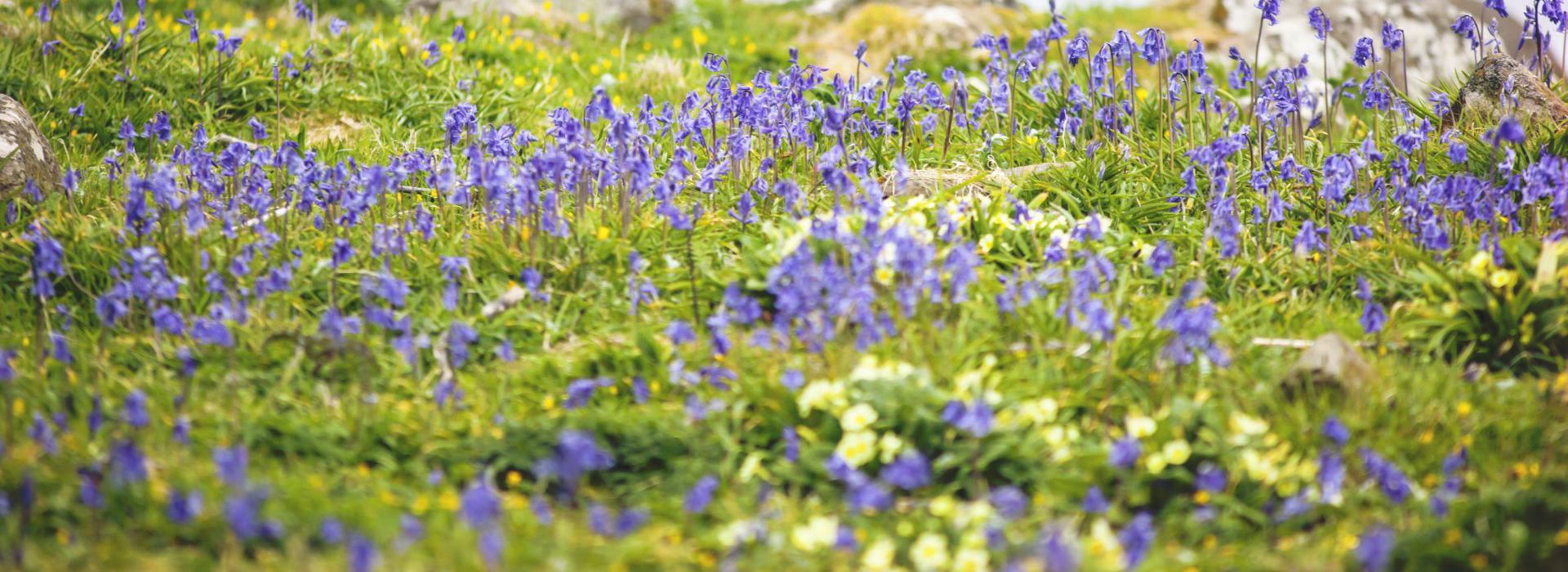 Bluebell flowers blooming from the grass