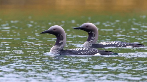 Lady Anne Wildlife Cruises