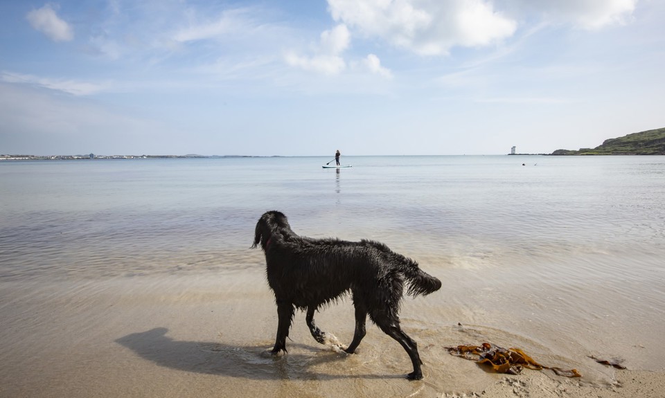 black dog walking along the water Kilnaughton Bay beach with a surfer out in the water. 