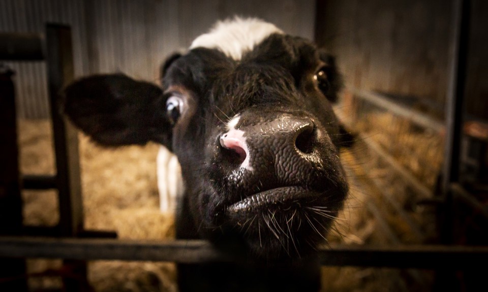 a black calf 