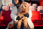 A person sitting on red ferry seats holding a fluffy brown dog on their lap.