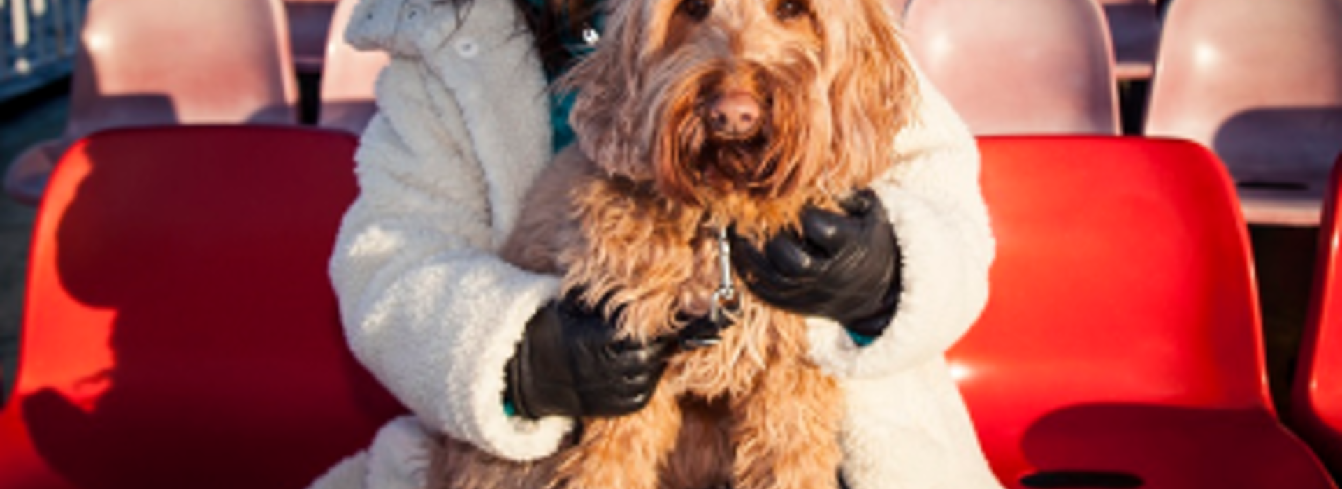 A person sitting on red ferry seats holding a fluffy brown dog on their lap.